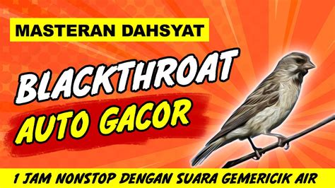 Siapa yang tidak kenal dengan burung blackthroat ?, biasanya untuk para senior (pemain lama). Perbedaan Blackthroat Jantan Dan Betina Om Kicau ...