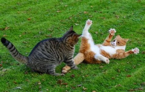 From a very bad cat fight wound to healed withinn a week of applying non stinky stuff and without taking her to the vets for antibiotics so less stress. My Cats Are Democrats: Cat Fight! Dick Cheney vs. Rand Paul
