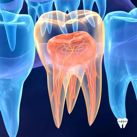 Endodontia Tratamento De Canal Felipe Odontologia
