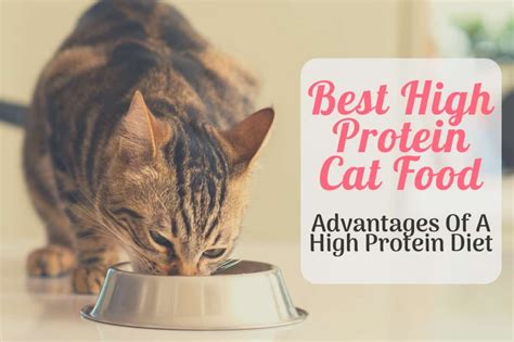 3 Tips For Choosing The Best Low Protein Cat Food Usfoods