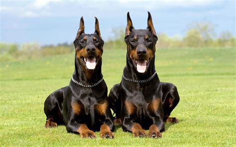 Doberman Pinscher An Elegant Dog