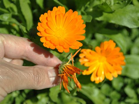 We did not find results for: How to Grow Calendula: 7 Steps (with Pictures) - wikiHow