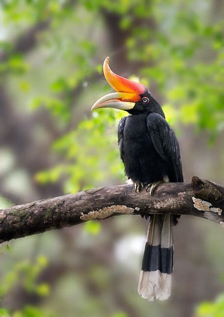 The Rhinoceros Hornbill Is The State Bird Of The Malaysian State Of