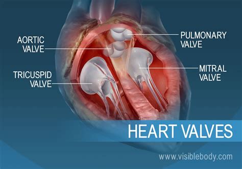 Circulatory The Heart