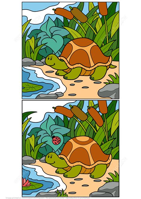 Find 12 Differences Between Pictures Of Turtle Puzzle