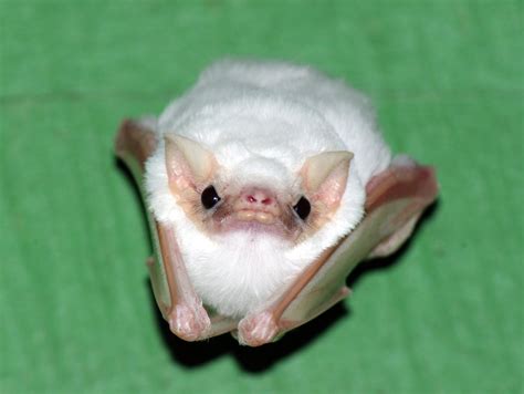 Northern Ghost Bat Diclidurus Albus Rbatty