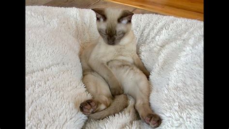 Burmese Kitten Just Chillin In His Beanbag Chubby