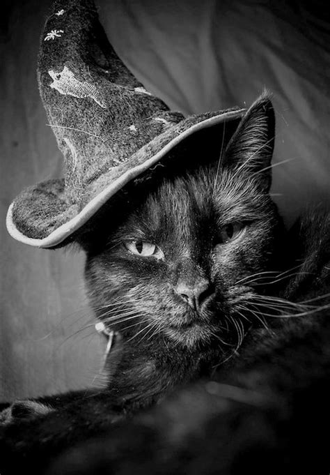 Crescentmoon Cats Halloween Cat Black Cat