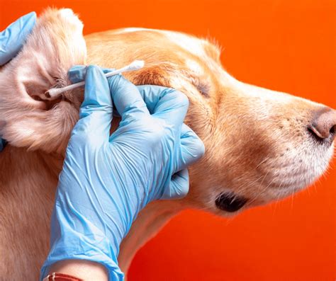 Stinky Dog Ears And How To Clean Them Life With A Splash Of Color