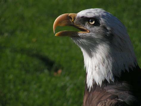 Maybe you would like to learn more about one of these? Free Eagle Eyes Stock Photo - FreeImages.com