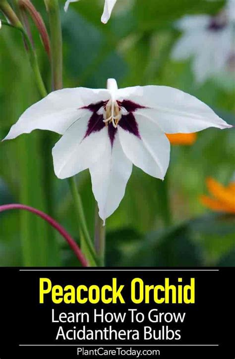 Peacock Orchid Care Learn How To Grow Acidanthera Bulbs Orchid Care