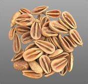 Floral exports we are dried flowers suppliers dried flowers wholesale in dried flowers manufacturer in dried flowers usa and dried flowers canada. Dried Flowers - Dried Flower Suppliers & Manufacturers in ...