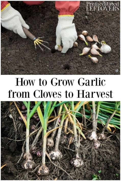 Typically you plant the cloves and watch it grow. How to Grow Garlic from Cloves in the Garden and in Containers