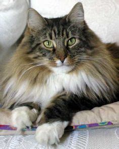 About the norwegian forest cat while they bear some resemblance to maine coons, norwegian forest cats are built very differently. Norwegian Forest Cat Personality | Winterfyre Norwegian ...
