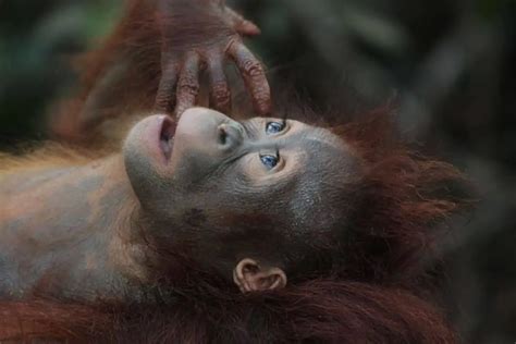 How Strong Are Orangutans Examples Stats Wildlife Informer