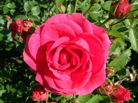 Our top picks lowest price first star rating and price top reviewed. Elmshorn | Rose | online kaufen bei Schmid Gartenpflanzen