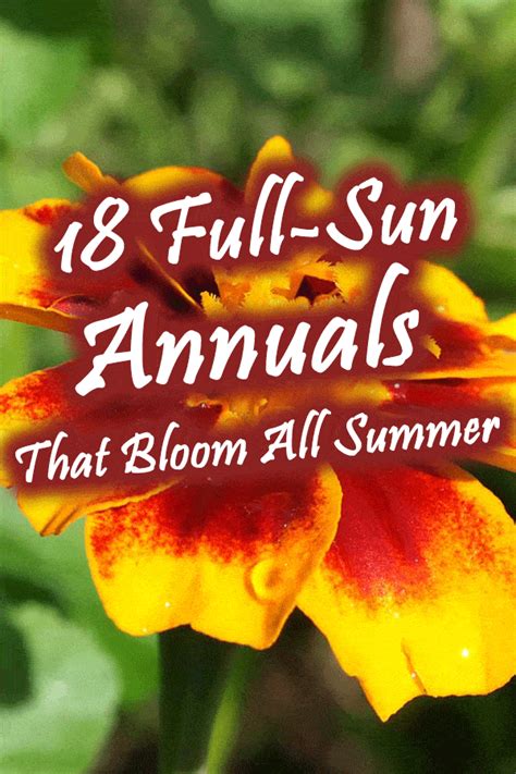 You can use the leaves and flowers to make a herbal tea. 18 Full-Sun Annuals that Bloom All Summer - Garden Tabs