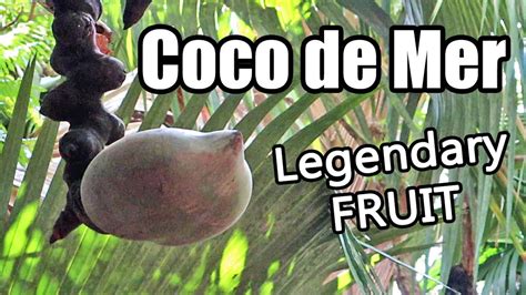 Coco De Mer My Hunt For The Tree Of Knowledge Part 1 Of 5 Weird