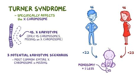 Turner Syndrome Video Anatomy Definition Function Osmosis