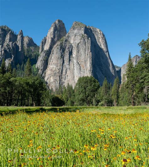Cathedral Rocks And Wildflowers In Spring Yosemite National Park