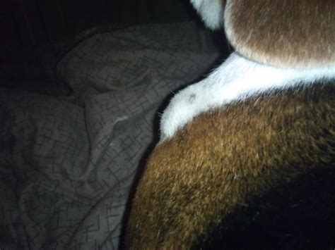 Found A Lump On Beagles Stomach Our Beagle World Forums