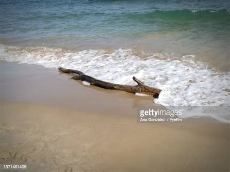 Driftwood Floating Photos And Premium High Res Pictures Getty Images