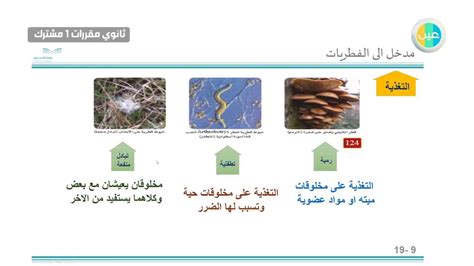 Give information about your family. دروس عين | مراجعة الفصل الخامس الفطريات -احياء1 - أول ...