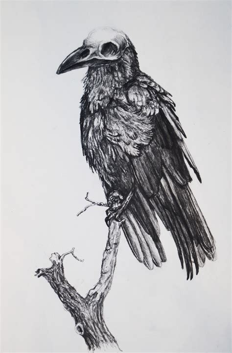 Raven Pencil On Paper 30x42cm 2014 Rart