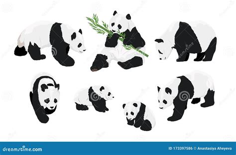 Set Of Realistic Adult Giant Pandas Bears And Their Cubs Animals Of