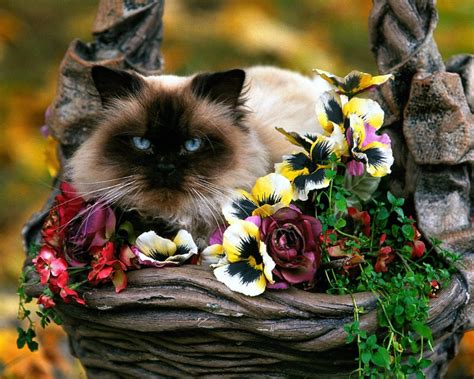 All of the cute wallpapers bellow have a minimum hd resolution (or 1920x1080 for the tech guys) and are easily downloadable by clicking the image and saving it. 50 HD Cute Cat Wallpapers for Your Desktop