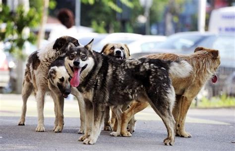 They are put into some of the kill centres and have. Stray Dogs in Romania: Are They Still a Problem? | Romania ...