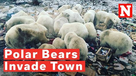 Polar Bears Invade Russian Arctic Town Youtube