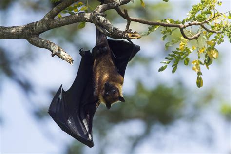 Fruit Bats As Pets Guidelines And Tips Is It Legal To Have Fruit