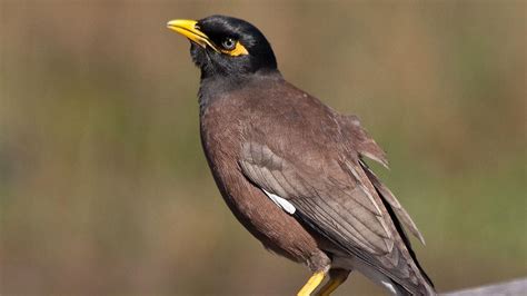 Environmentalists Call On Knox Council To Cull Indian Myna Birds Leader