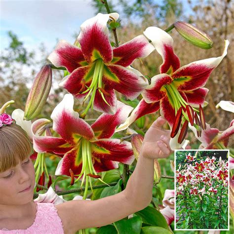 Leslie Woodriff Lily Tree Shop Lily Trees Online Brecks