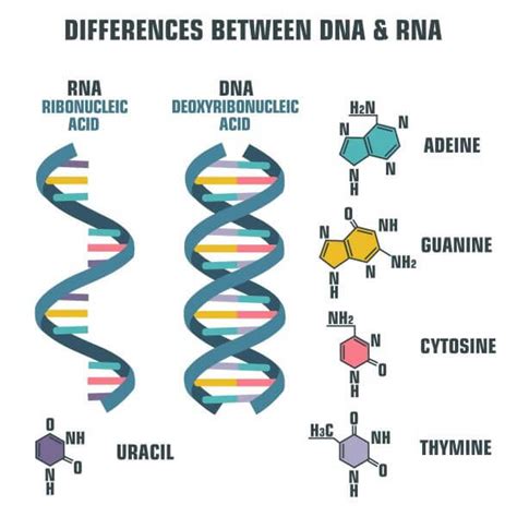 A brief video, detailing the four levels of protein structure along with an additional section on prosthetic groups. DNA vs. RNA | Biology Dictionary