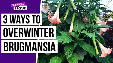 How To Over Winter Brugmansia Plants Angel Trumpets Youtube