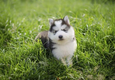 I am just starting out with breeding but have owned husky's for over 20 years. Siberian Husky Puppies For Sale - AKC PuppyFinder