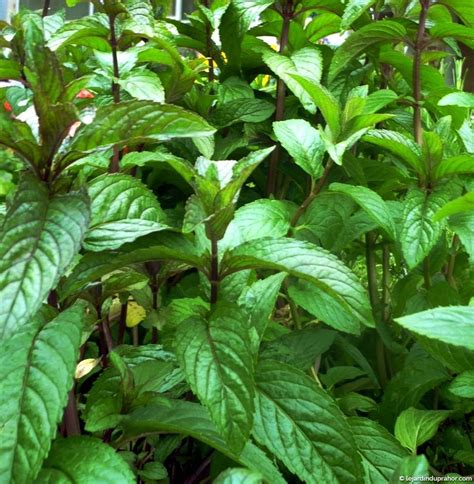 Sa prolifération est facile, rapide, voire envahissante. Menthe Chocolat - Le Jardin du Prahor