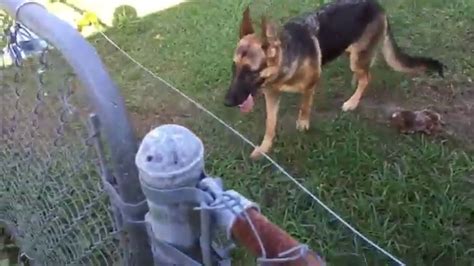 Underground dog fences are a fantastic alternative to install on your property. DIY Electric fence install and setup for a German Shepherd ...
