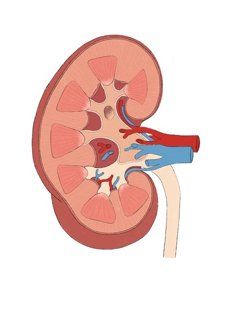 Labeled diagram of the human kidney. Just a Blog: Urinary system diagrams