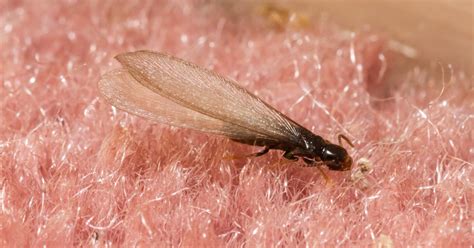3 Important Facts To Know About Flying Termites
