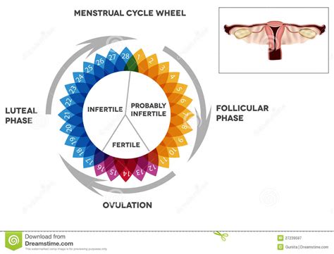 Calendario Del Ciclo Menstrual Y Sistema Reproductivo Ilustración Del