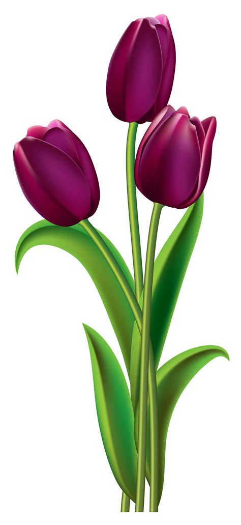 4,000+ vectors, stock photos & psd files. Tulip clipart png images free from Pngimagesfree.com