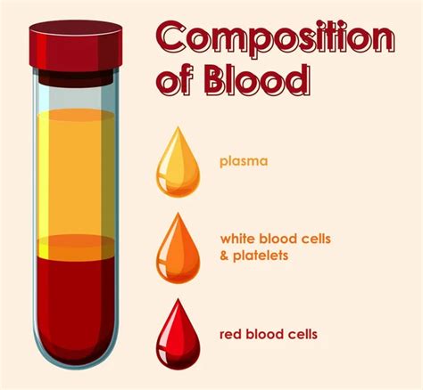 Diagram Showing Composition Of Blood Cell Stock Vector Image By