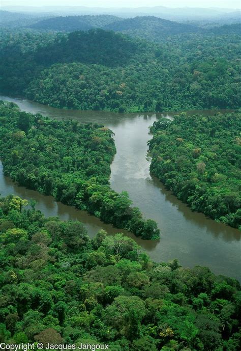 Amazon Rainforest In Brazil Jungleview Stock Photographs By Jacques
