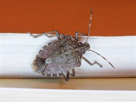 Do Stink Bugs Fly Inside And Out Property Inspectors
