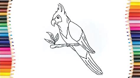 Cara Menggambar Burung Kakak Tua Dengan Mudah Easy Drawings Dibujos