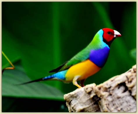 Beautiful Gouldian Finch Finches Bird Pet Birds Beautiful Birds
