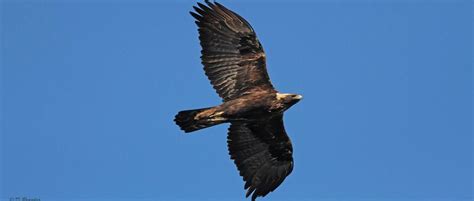 Isotopes And Telemetry Reveal Golden Eagle Migratory Patterns The
